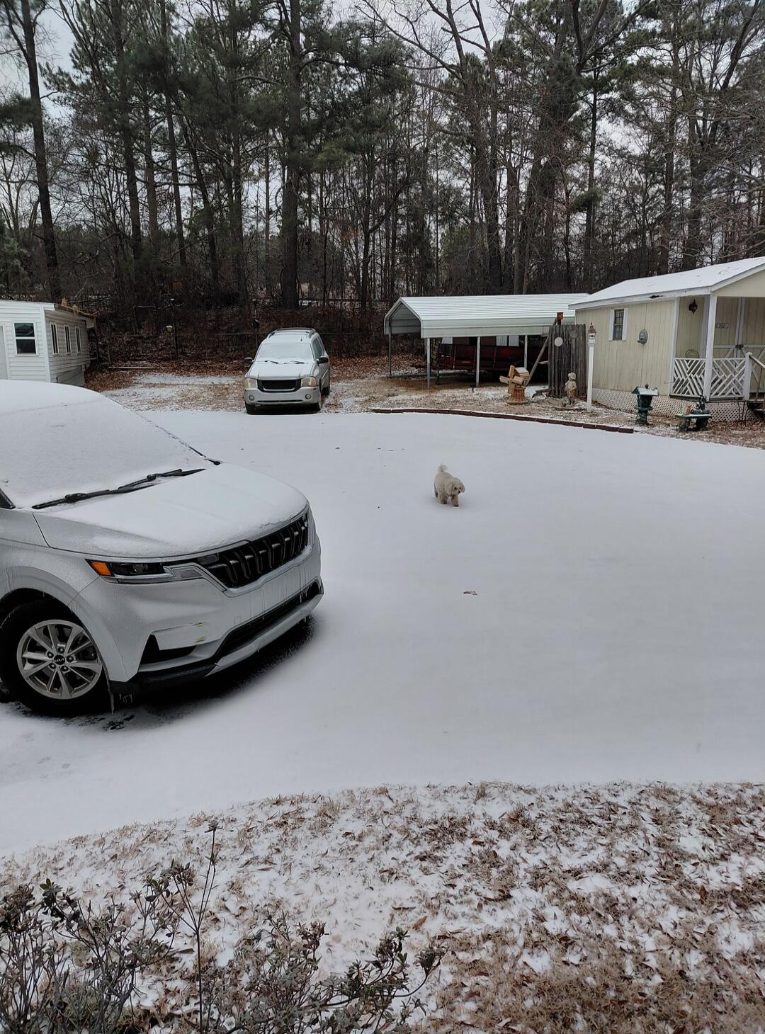 A snow-covered residential area with parked cars, a carport, and a small white dog standing in the snow.