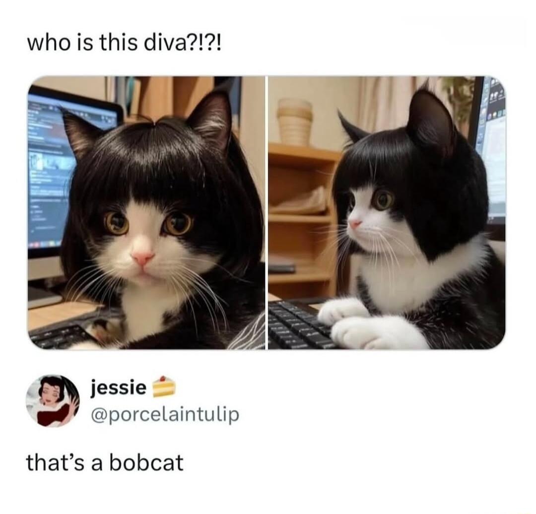 jessie porcelaintulip thats a bobcat