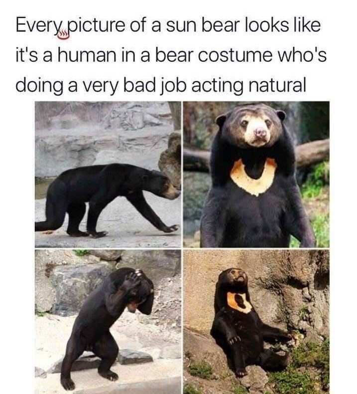 Dana Schwartz DanaSchwartzzz Everypicture of a sun bear looks like its a human in a bear costume whos doing a very bad jOb acting natural
