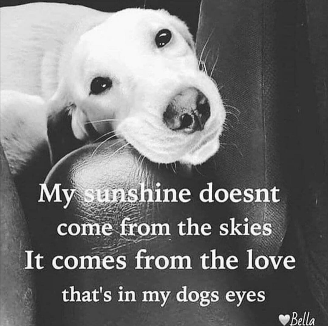 My sunshine doesnt come from the skies It comes from the love that's in my dogs eyes ❤️ Bella