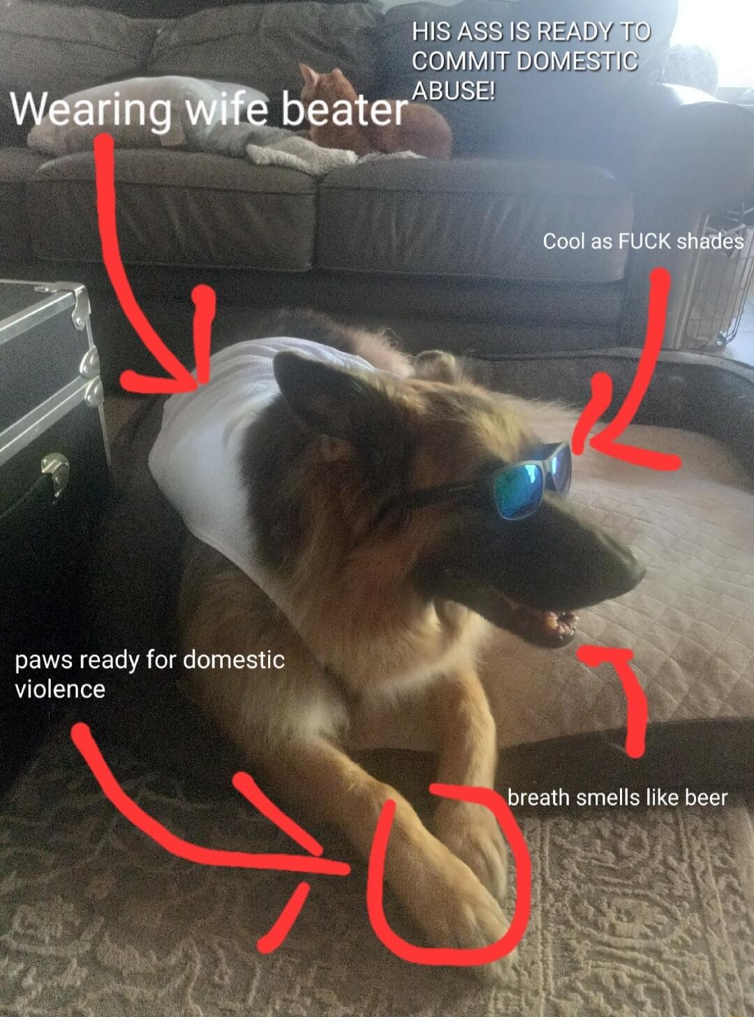paws ready for domestic violence