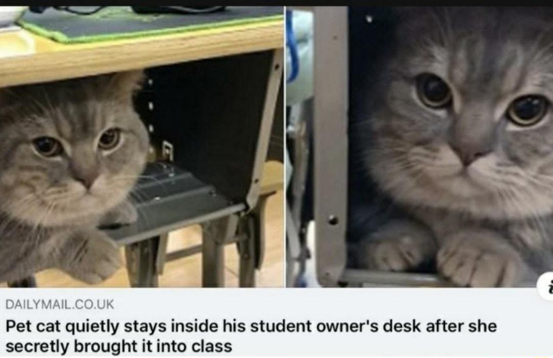 Pet cat quietly stays inside his student owners desk after she secretly brought it into class