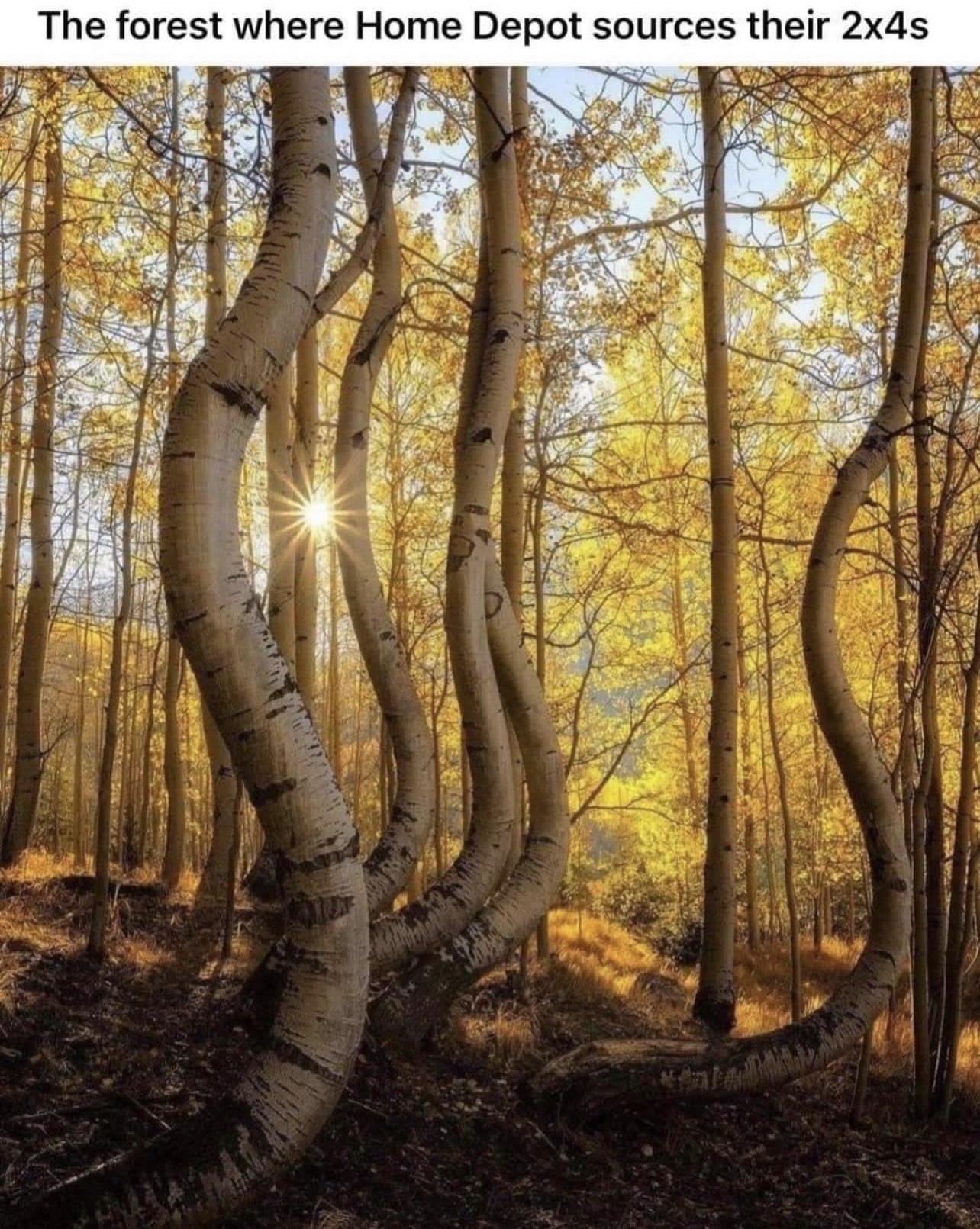 The forest where Home Depot sources their 2x4s