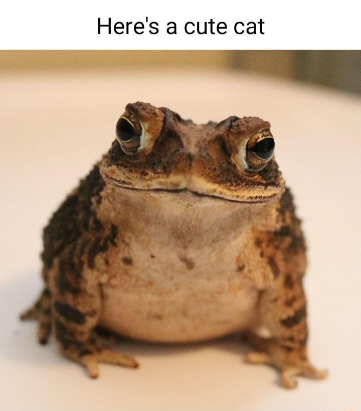 Heres a cute cat