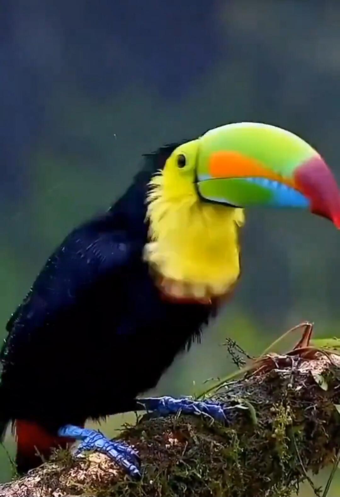 Colorful toucan perched on a branch