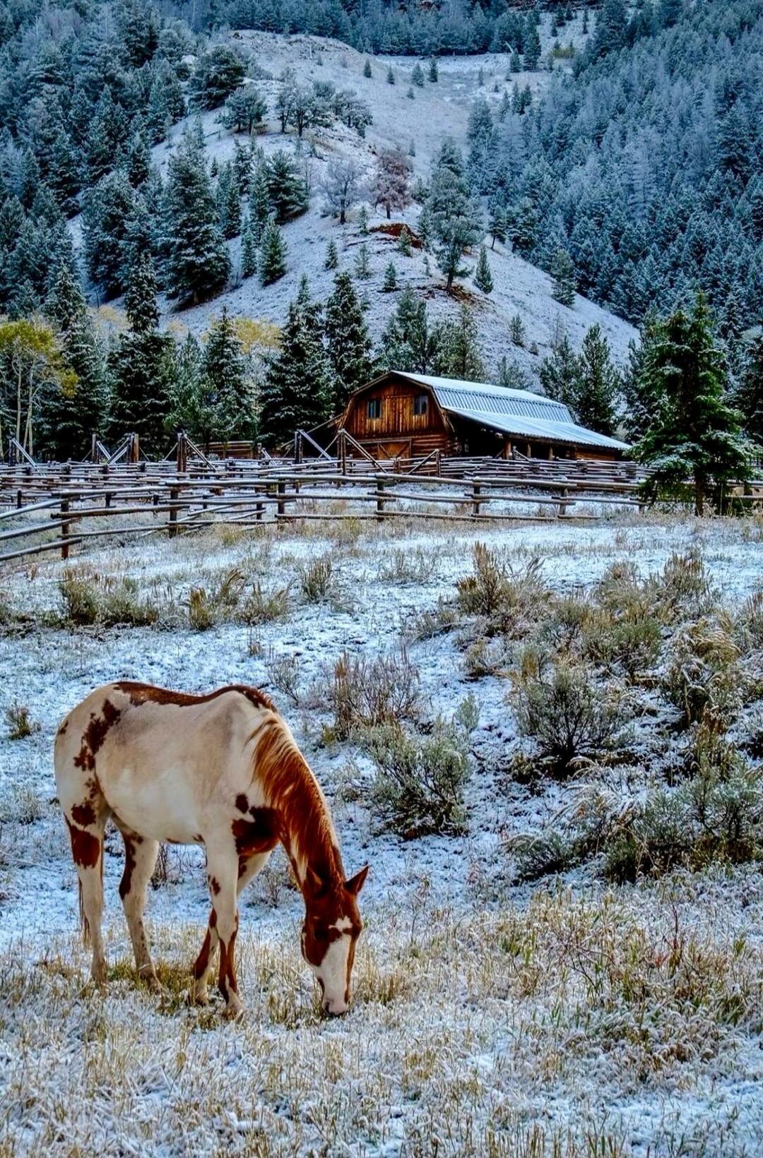 A horse grazing in a snow-dusted field with a wooden fence and a rustic cabin, surrounded by pine trees on a hillside.