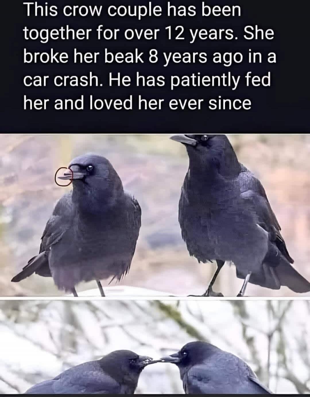 This crow couple has been together for over 12 years. She broke her beak 8 years ago in a car crash. He has patiently fed her and loved her ever since.