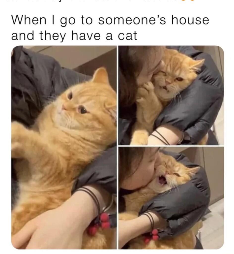 When go to someones house and they have a cat