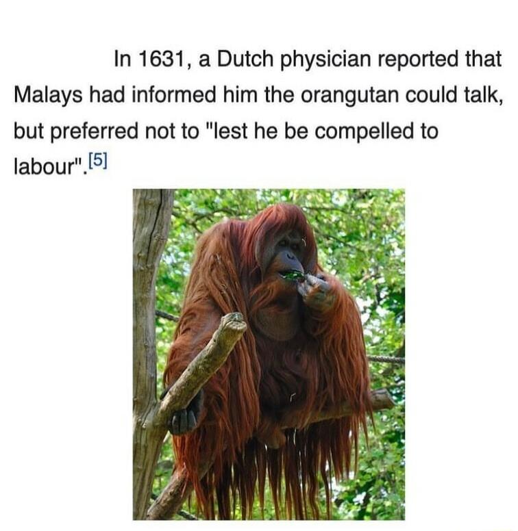 In 1631 a Dutch physician reported that Malays had informed him the orangutan could talk but preferred not to lest he be compelled to labour