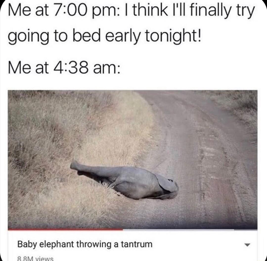 Me at 700 pm think Ill finally try going to bed early tonight Me at 438 am Baby elephant throwing a tantrum
