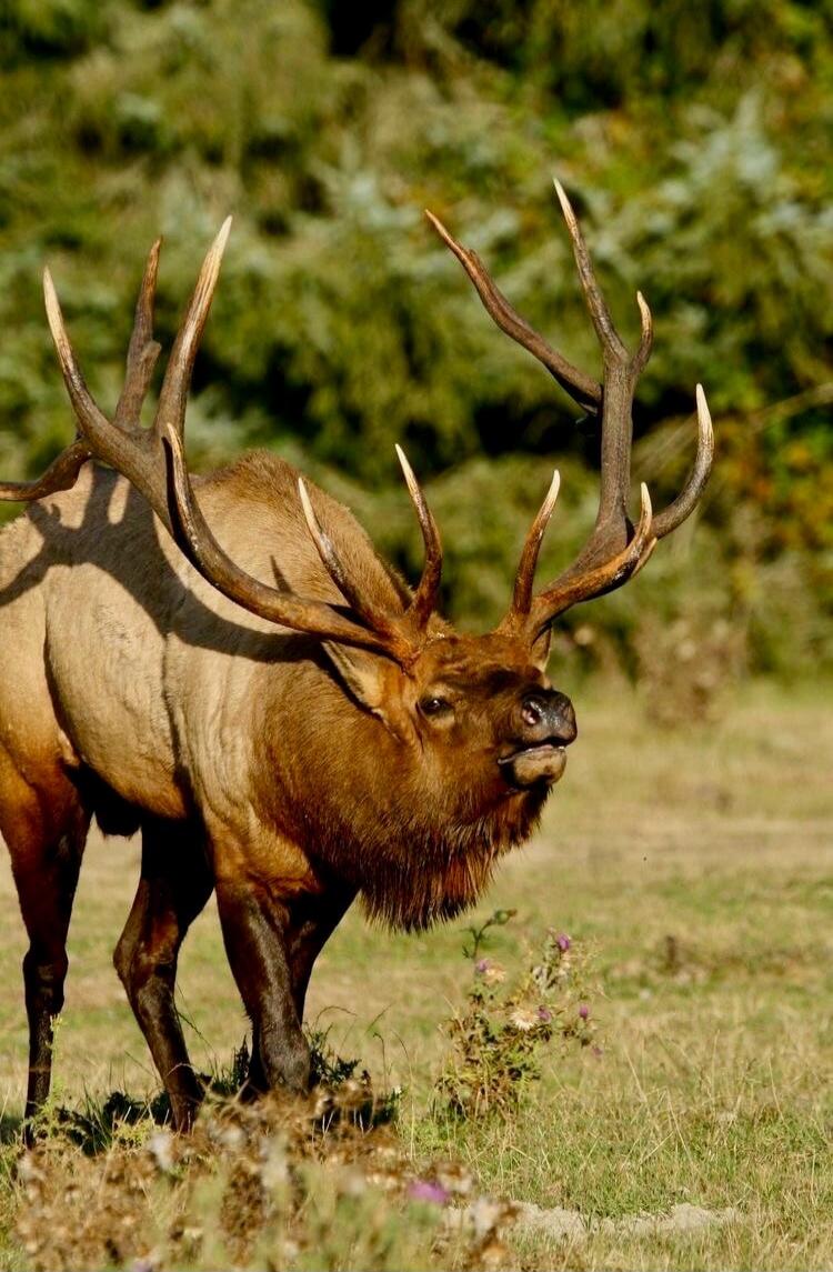 Elk in a field with large antlers.
