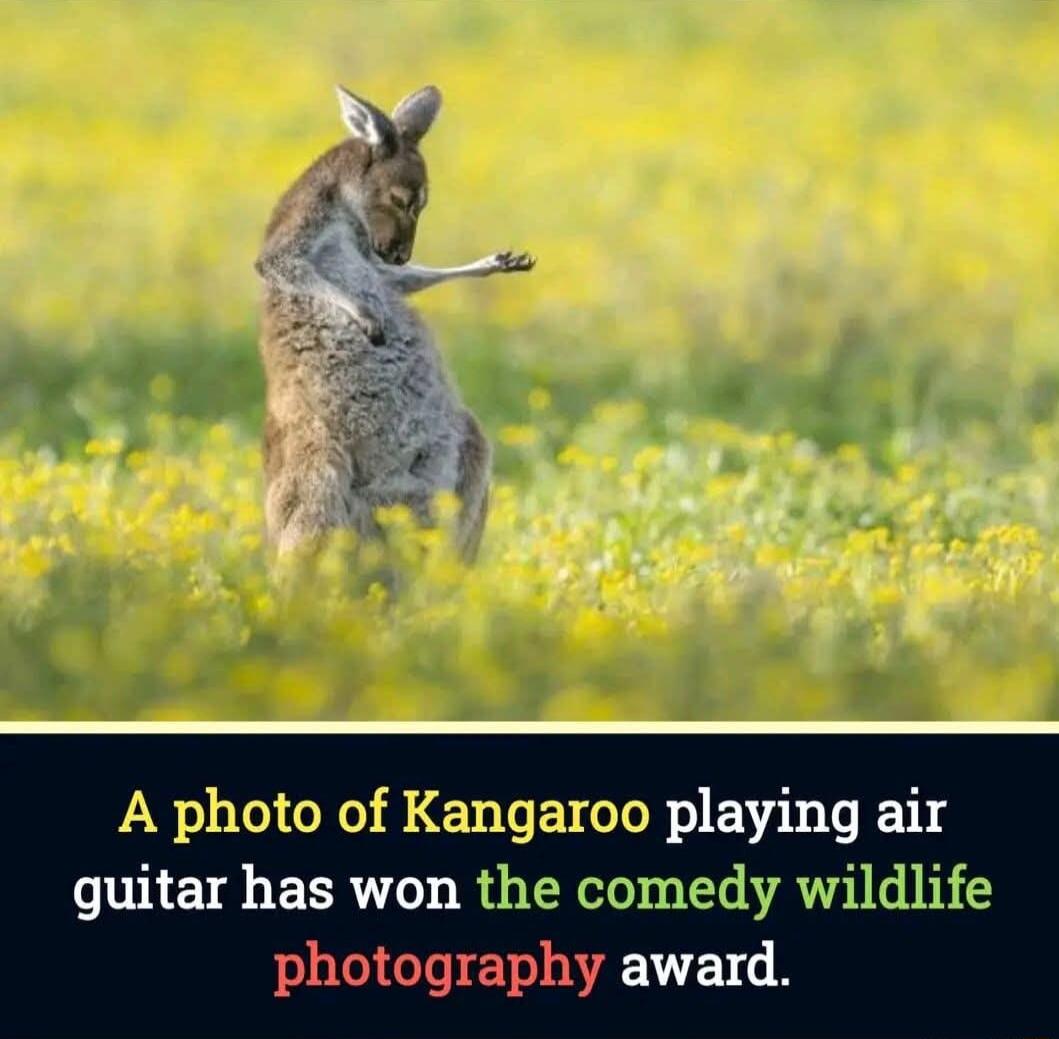 A photo of Kangaroo playing air guitar has won the comedy wildlife photography award