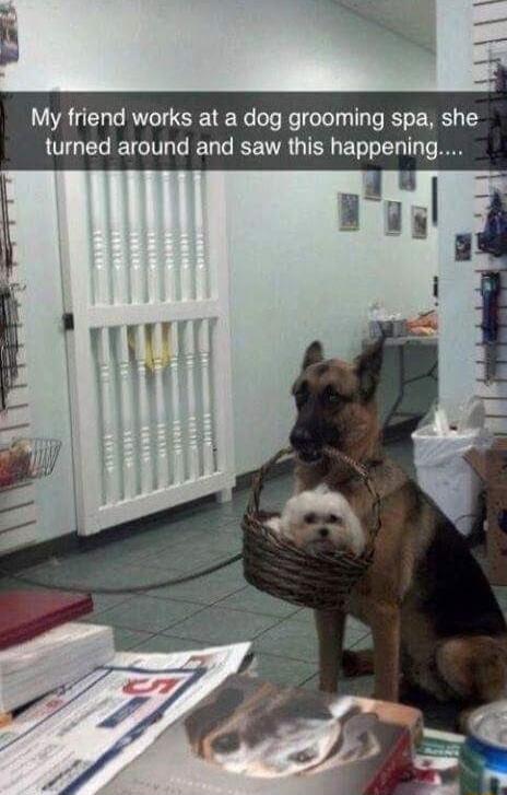My friend works at a dog grooming spa she turned around and saw this happening