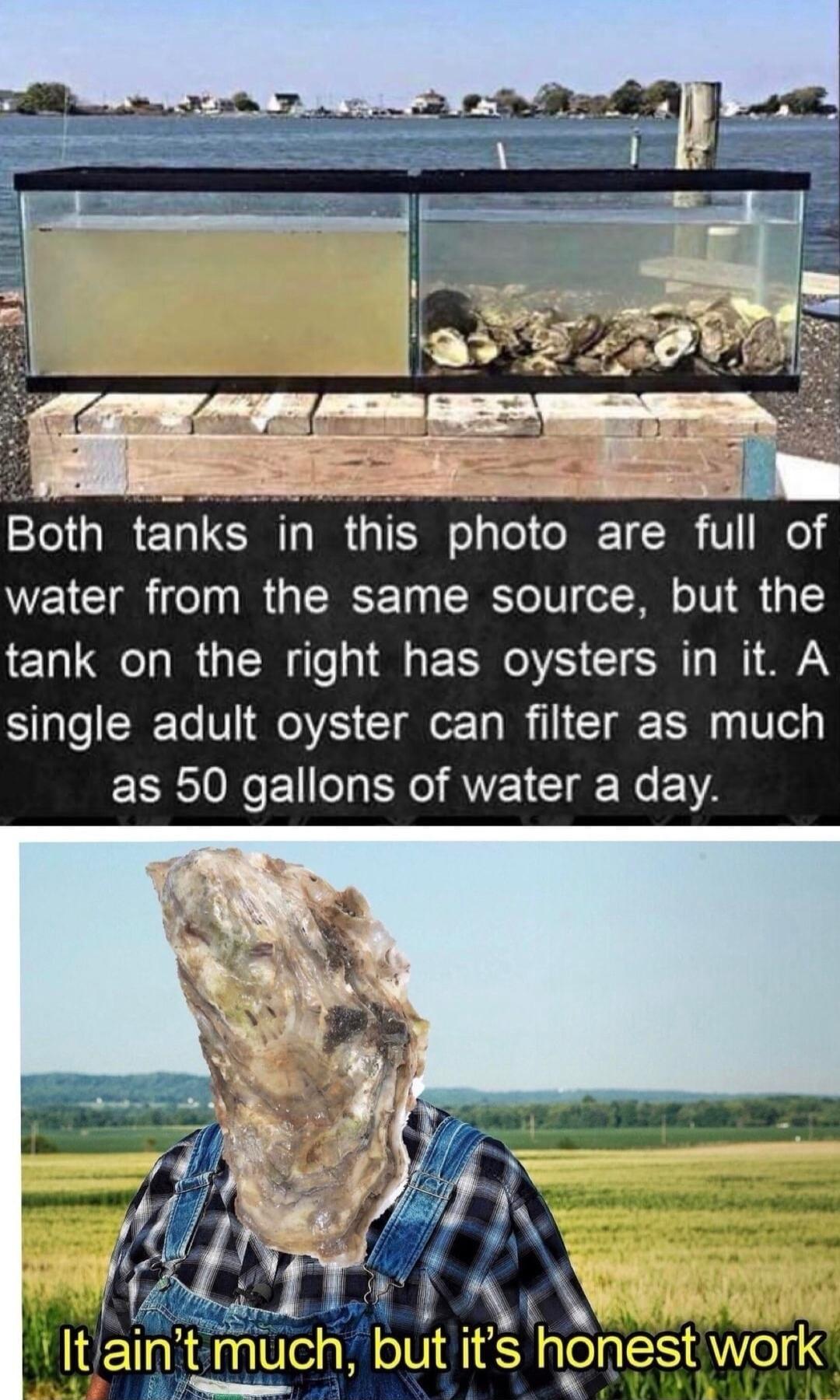 1eT IR TS T W o o ORETC R V M1 4 water from the same source but the tank on the right has oysters in it A single adult oyster can filter as much EERNCEN NG AVEI Gl Ne BV