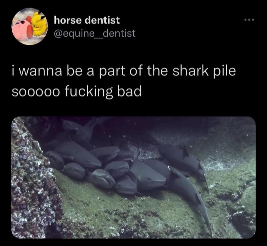 LCTEERERTEY equine_dentist i wanna be a part of the shark pile sooo0o0 fucking bad