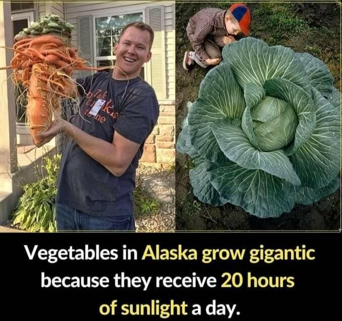 Vegetables in Alaska grow gigantic because they receive 20 hours T EYEVA