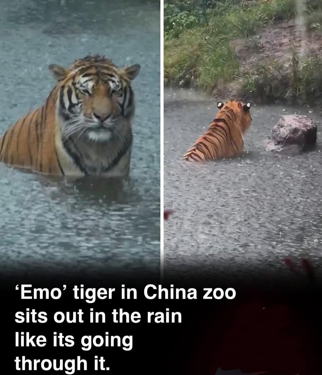 'Emo' tiger in China zoo sits out in the rain like its going through it.