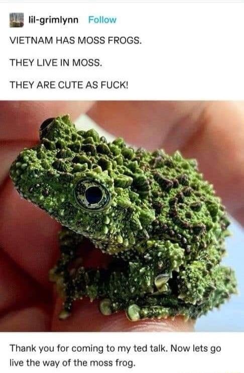 rit grimiynn VIETNAM HAS MOSS FROGS THEY LIVE IN MOSS THEY ARE CUTE AS FUCK Thank you for coming to my ted talk Now lets go live the way of the moss frog