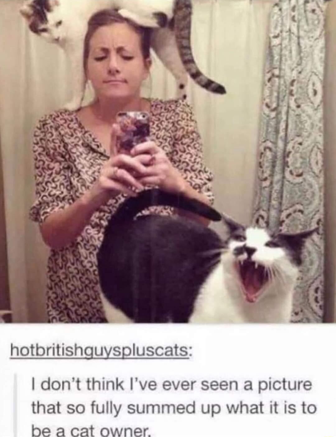 hotbritishquyspluscats dont think Ive ever seen a picture that so fully summed up what it is to be a cat owner