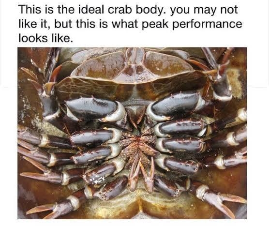 4 HorsecockCrab tioran _ This is the ideal crab body you may not like it but this is what peak performance looks like