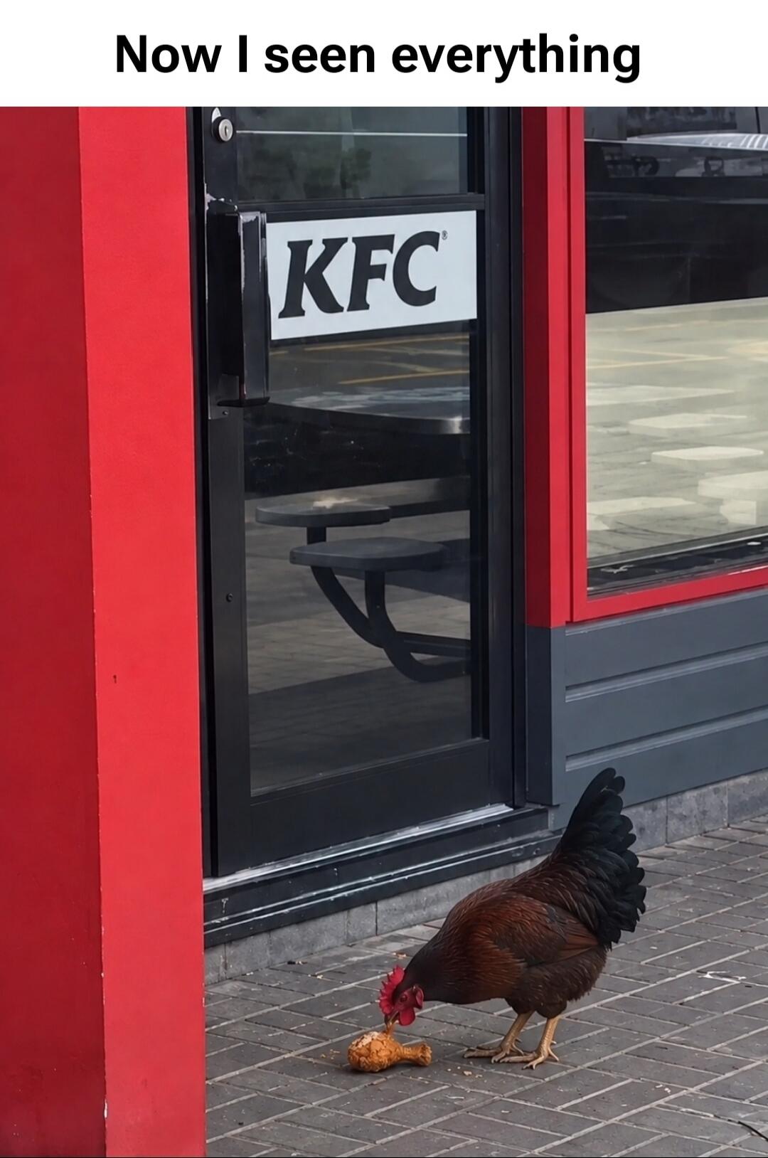 Now I seen everything. A live rooster is eating a piece of fried chicken (a drumstick) on the pavement in front of a KFC restaurant.