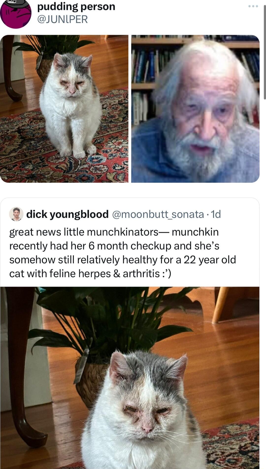 pudding person JUNLIPER 9 dick youngblood moonbutt sonata 1d great news little munchkinators munchkin recently had her 6 month checkup and shes somehow still relatively healthy for a 22 year old cat with feline herpes arthritis