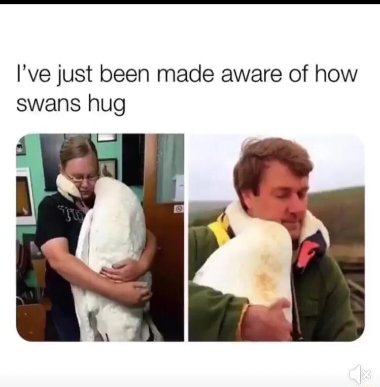 Ive just been made aware of how swans hug