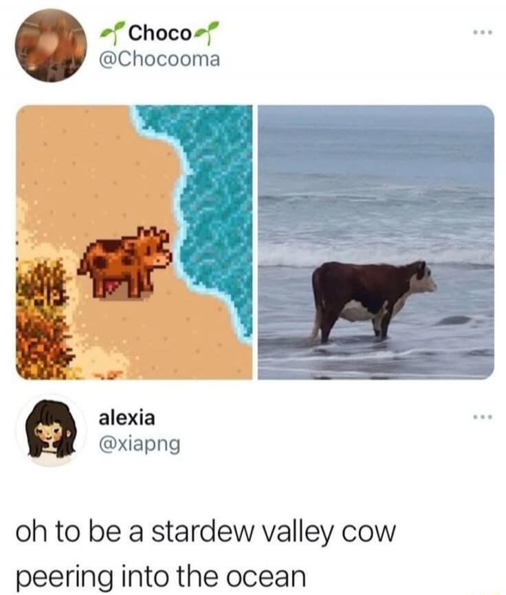 Choco @Chocooma alexia @xiapng oh to be a stardew valley cow peering into the ocean