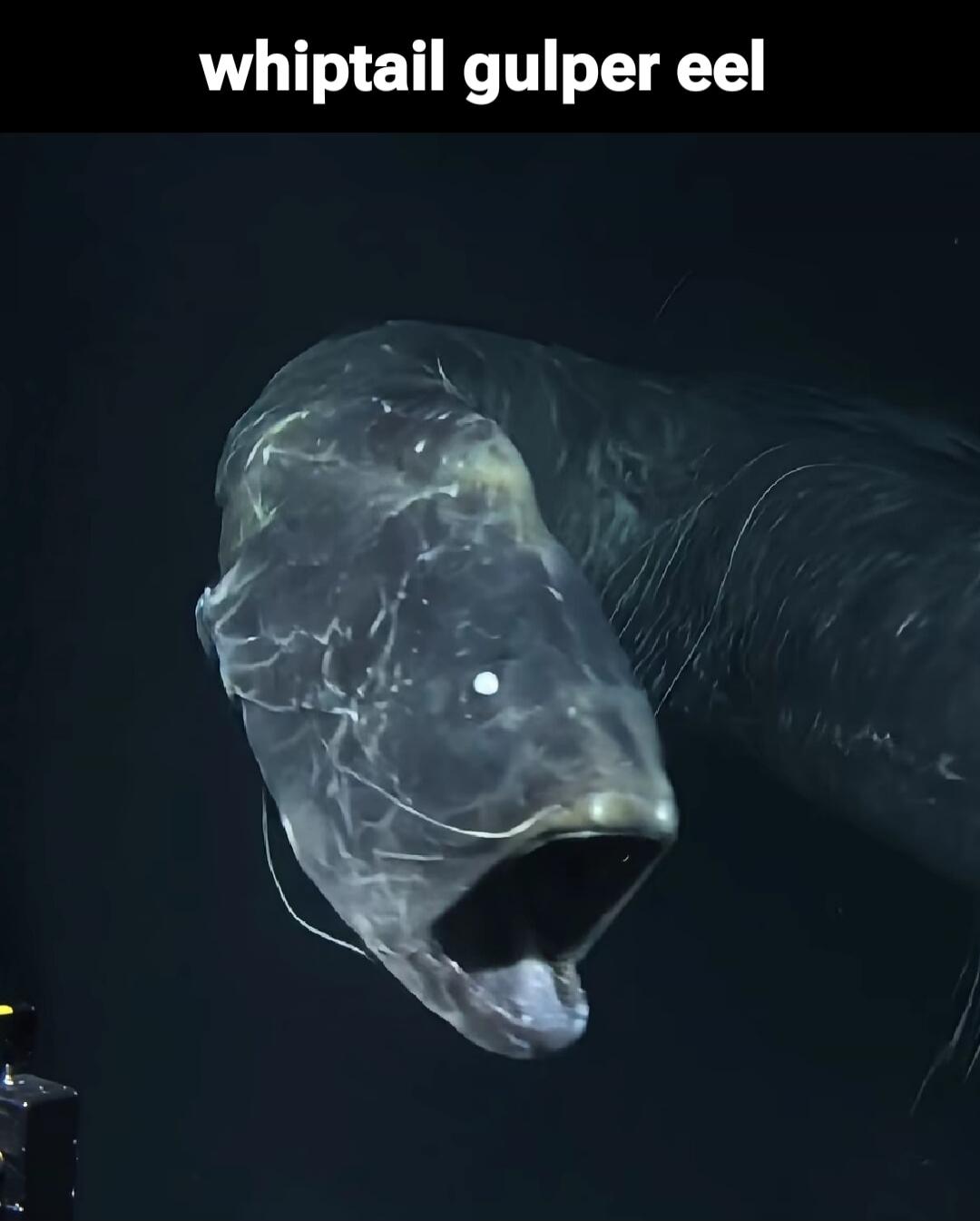 whiptail gulper eel