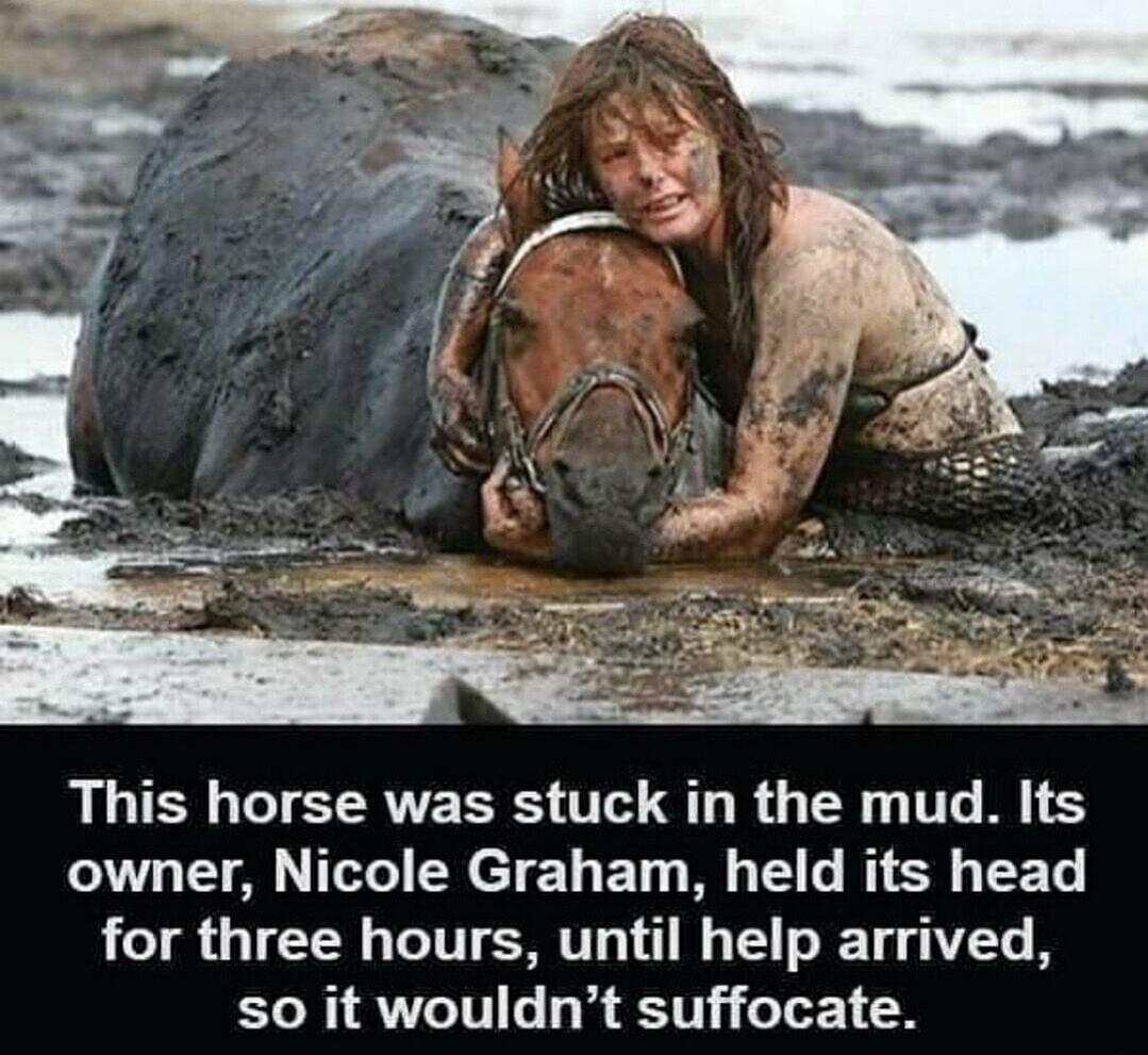This horse was stuck in the mud. Its owner, Nicole Graham, held its head for three hours, until help arrived, so it wouldn't suffocate.
