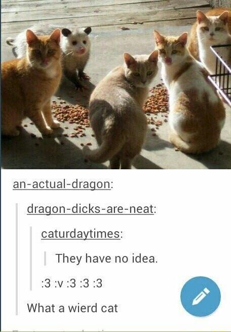 an actual dragon dragon dicks are neat caturdaytimes They have no idea 8v833 What a wierd cat