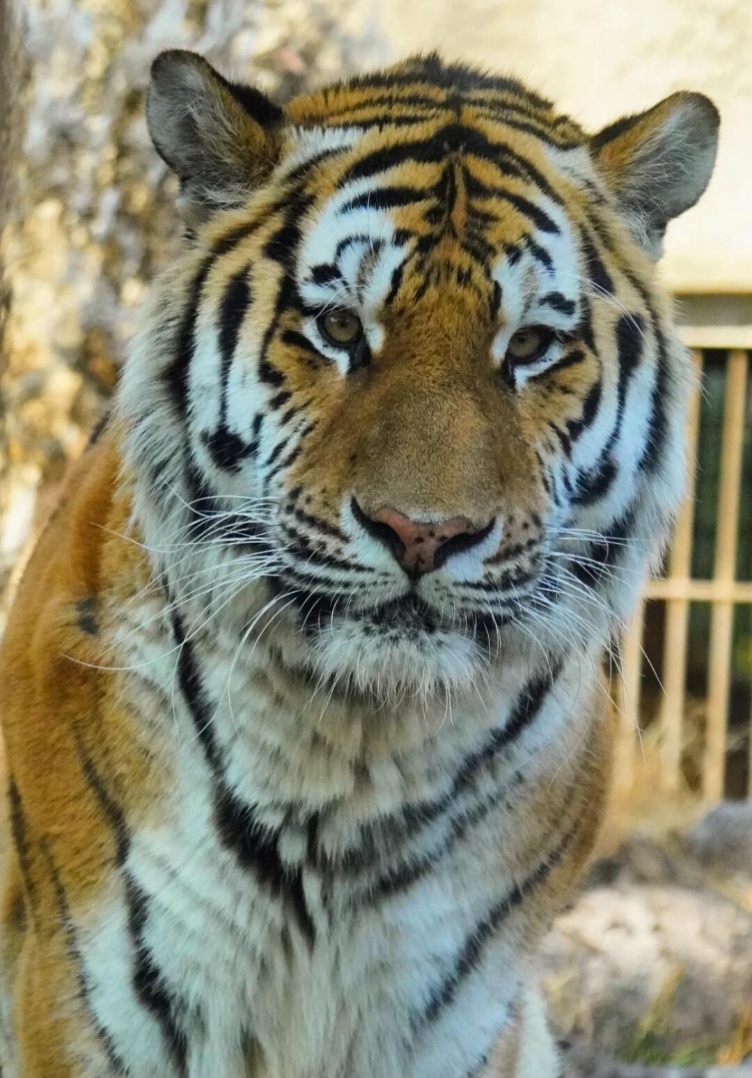 A close-up shot of a tiger's face.
