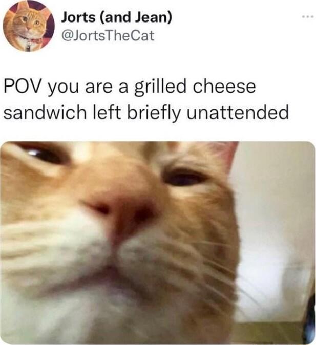 Jorts and Jean JortsTheCat POV you are a grilled cheese sandwich left briefly unattended J