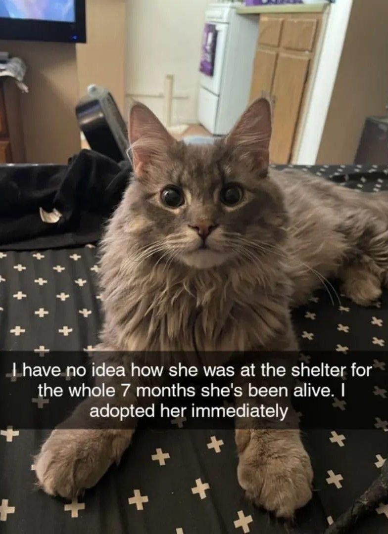 A KOO NS eIy I have no idea how she was at the shelter for the whole 7 months shes been alive adopted her immediately