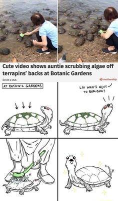 shows auntie scrubbing algae off backs at Botanic Gardens ot ae