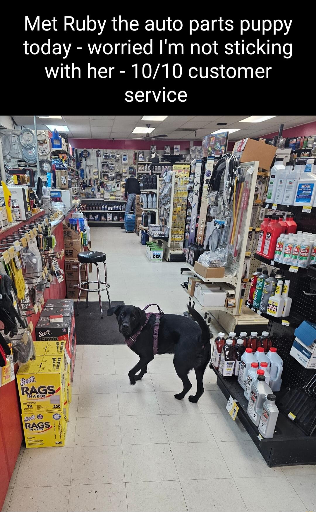 Met Ruby the auto parts puppy today worried Im not sticking with her 1010 customer service