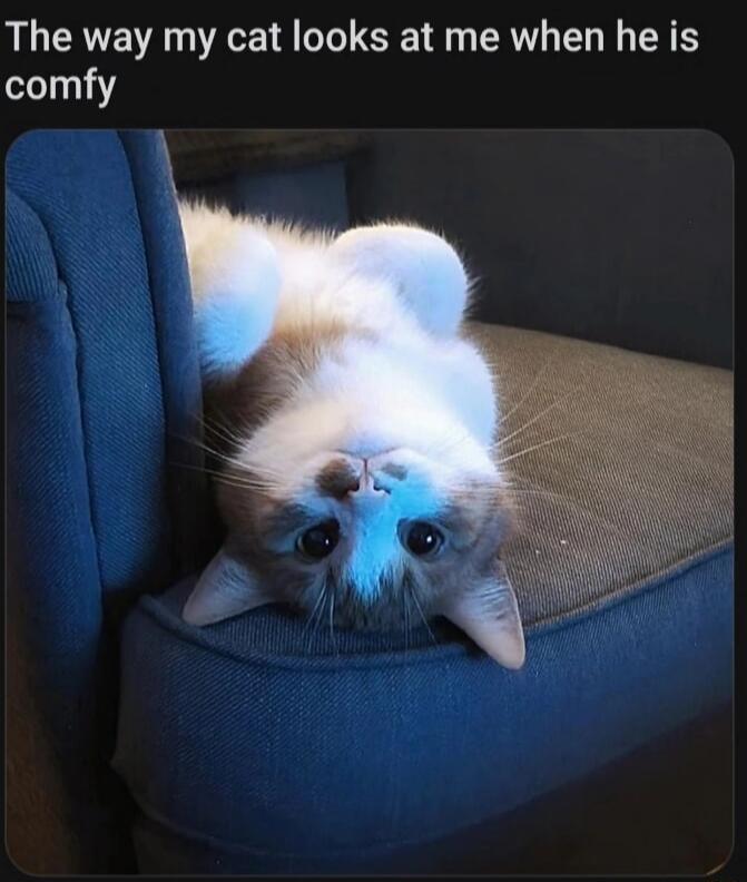 The way my cat looks at me when he is comfy