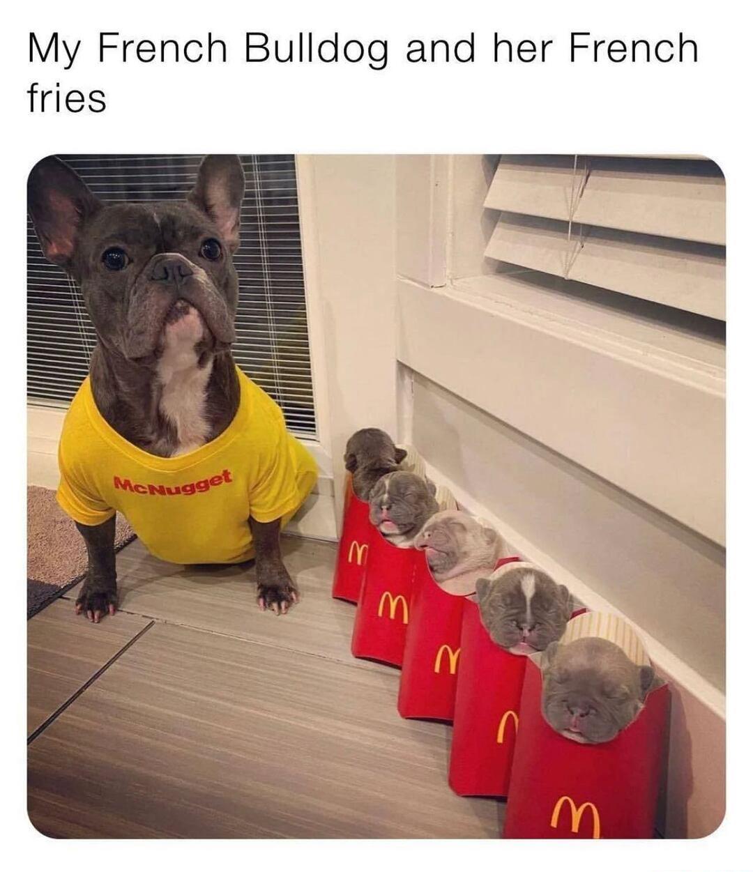My French Bulldog and her French fries