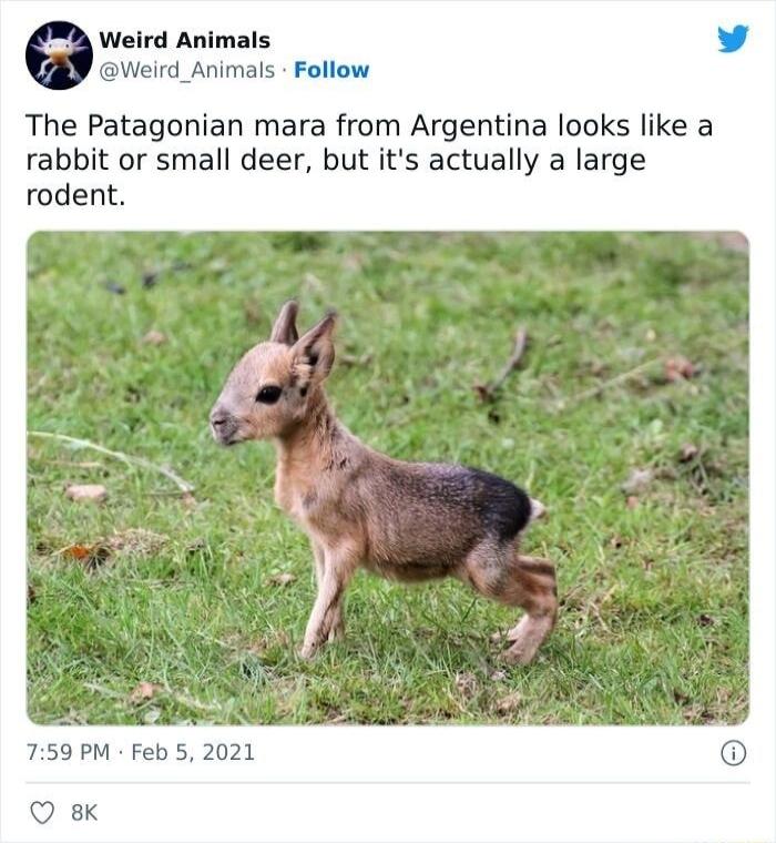 Weird Animals Weird_Animals Follow The Patagonian mara from Argentina looks like a rabbit or small deer but its actually a large rodent 759 PM Feb 5 2021 Q 8