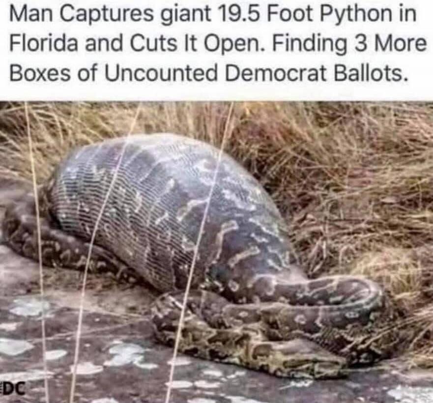 Man Captures giant 19.5 Foot Python in Florida and Cuts It Open. Finding 3 More Boxes of Uncounted Democrat Ballots.
