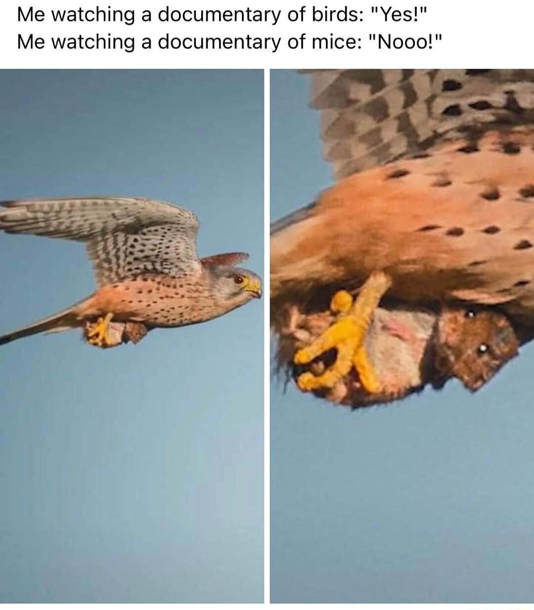 Me watching a documentary of birds Yes Me watching a documentary of mice Nooo