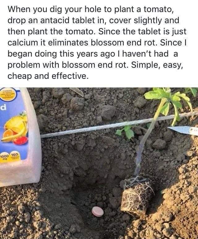 When you dig your hole to plant a tomato drop an antacid tablet in cover slightly and then plant the tomato Since the tablet is just calcium it eliminates blossom end rot Since began doing this years ago havent had a problem with blossom end rot Simple easy cheap and effective
