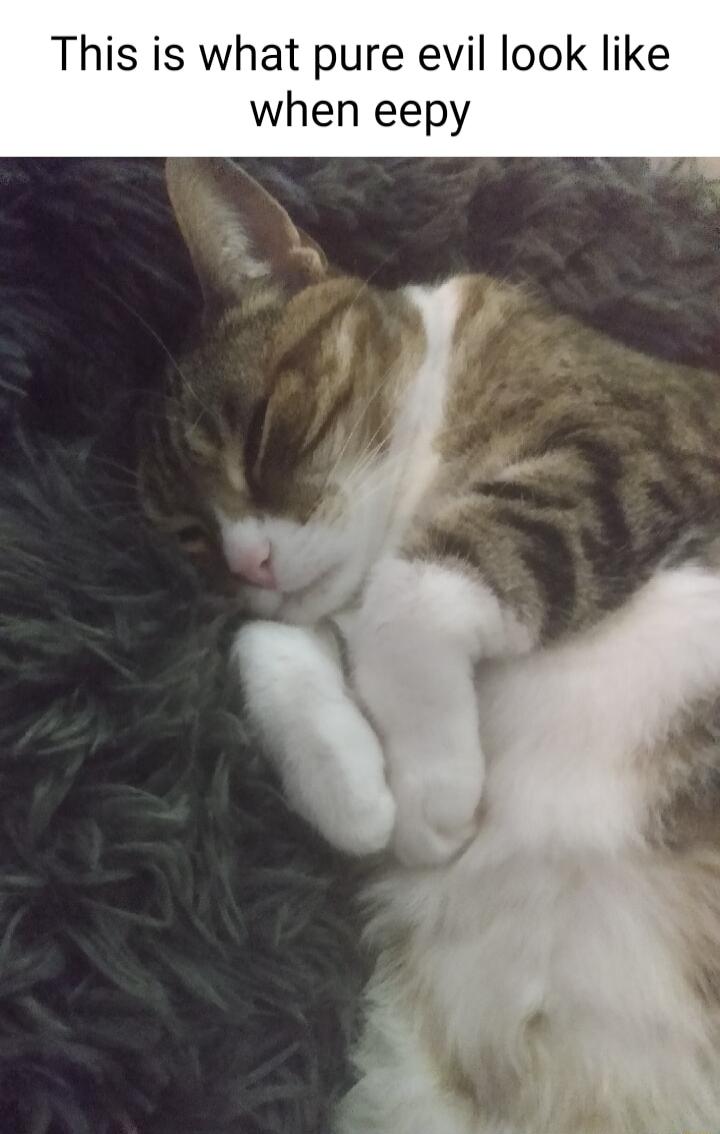 This is what pure evil look like when eepy