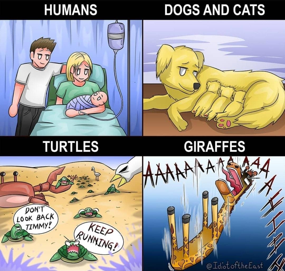 HUMANS DOGS AND CATS