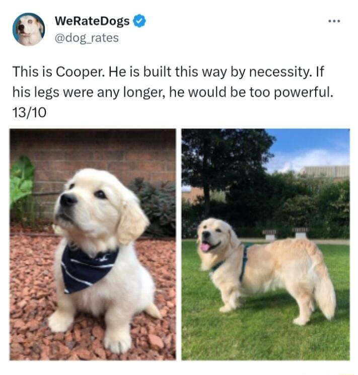 WeRateDogs dog rates This is Cooper He is built this way by necessity If his legs were any longer he would be too powerful 1310