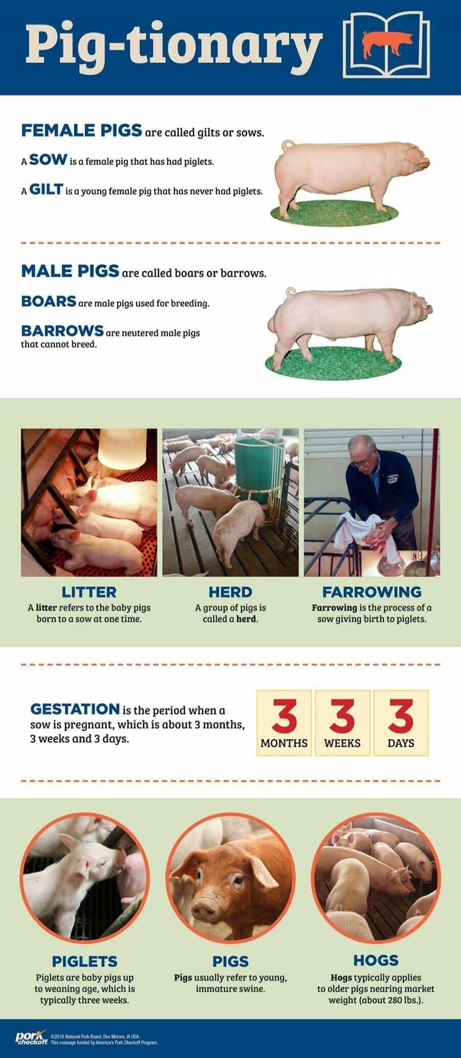 Pig-tionary. FEMALE PIGS are called gilts or sows. A SOW is a female pig that has had piglets. A GILT is a young female pig that has never had piglets. MALE PIGS are called boars or barrows. BOARS are male pigs used for breeding. BARROWS are neutered male pigs that cannot breed. LITTER: A litter refers to the baby pigs born to a sow at one time. HE
