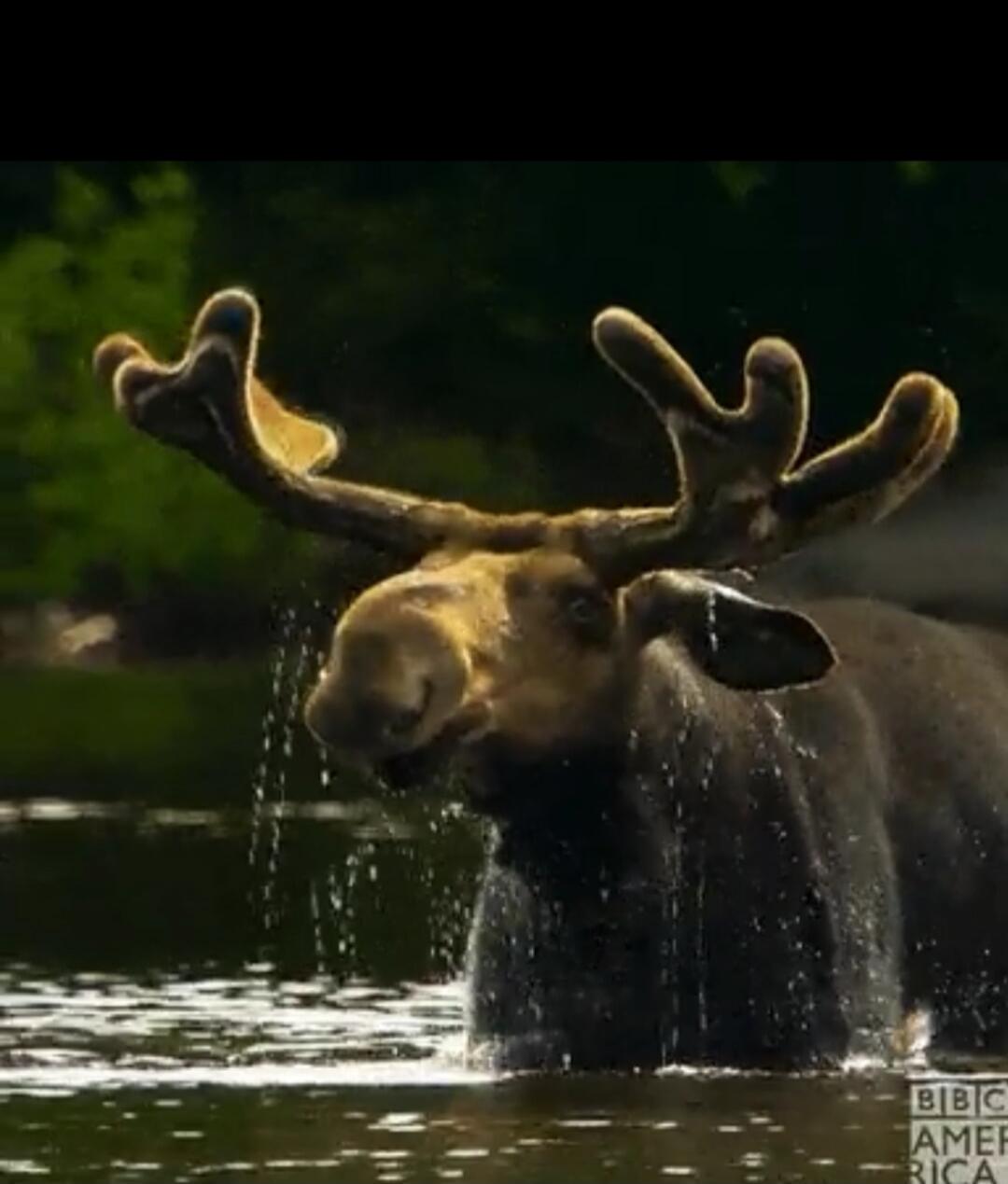 A moose in water splashing.