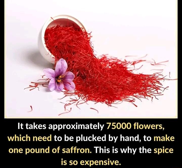 It takes approximately 75000 flowers which need to be plucked by hand to make one pound of saffron This is why the spice is so expensive