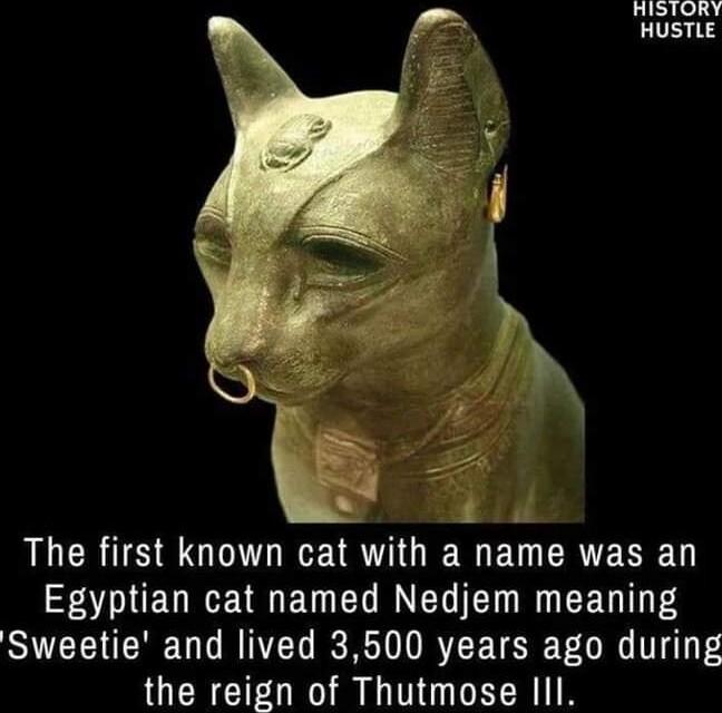 HISTORY HUSTLE ALCRIS S G EEIRTIO W EWERTENE FADREUREA U EI NIRRT Sweetie and lived 3500 years ago during the reign of Thutmose III
