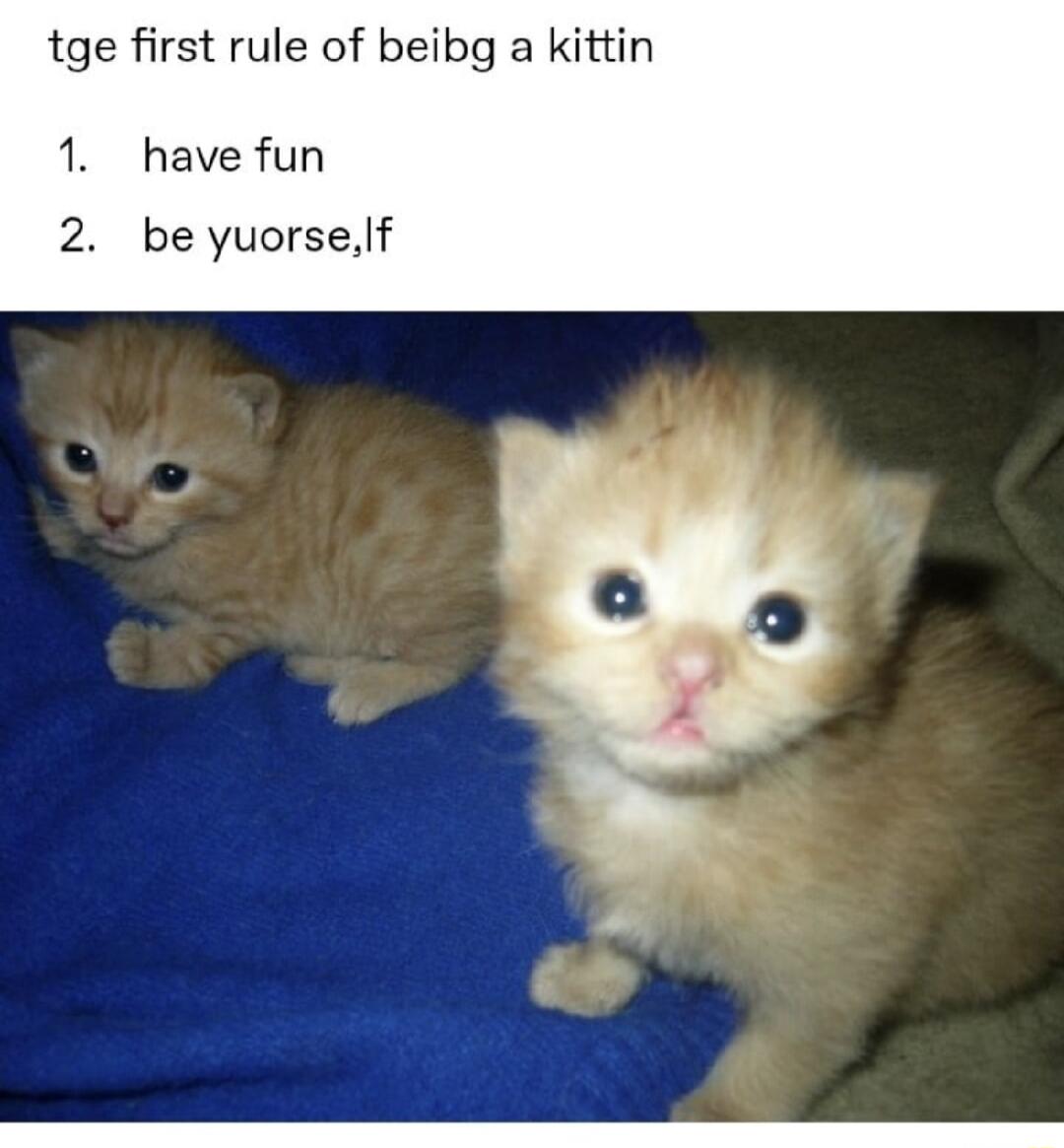 tge first rule of beibg a kittin 1 have fun 2 be yuorsef